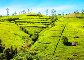 Nuwara Eliya- Colombo